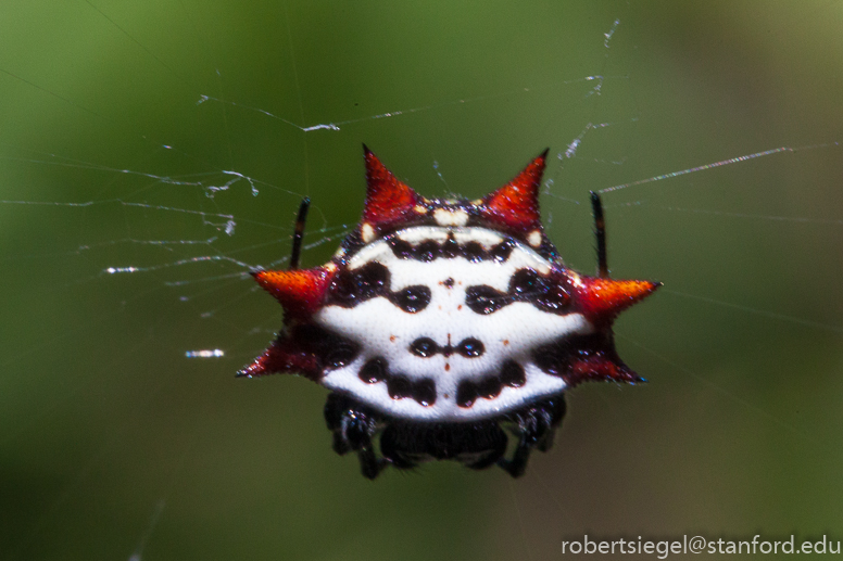 Spiny orb-weaver spider